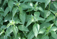 Nettle - Stinging Bunch 